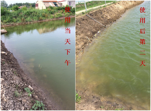 肥水困難、藻類(lèi)缺乏處理前后效果